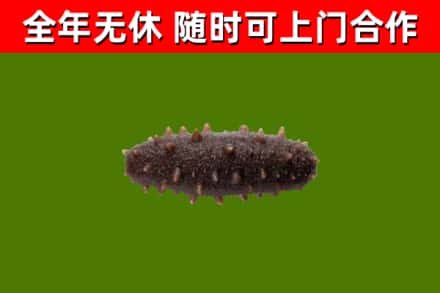 正安回收海参干